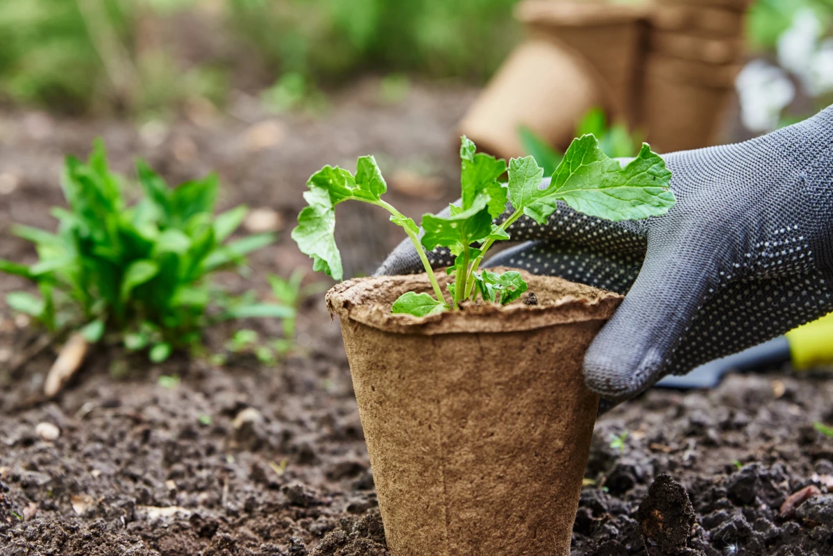 Délimiter son potager : L'art de créer un espace de culture idéal